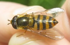 Epistrophe nitidicollis