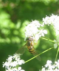 Epistrophe nitidicollis