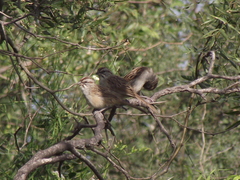 Rhynchospiza strigiceps