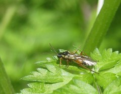 Aglaostigma fulvipes