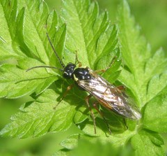 Aglaostigma fulvipes