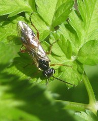 Aglaostigma fulvipes