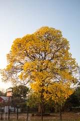 Handroanthus guayacan