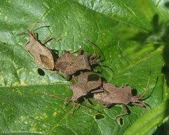 Coreus marginatus
