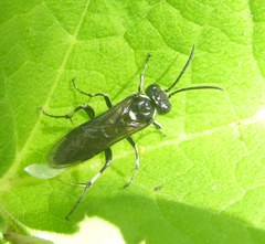 Macrophya albicincta