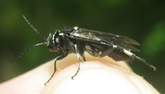 Macrophya albicincta