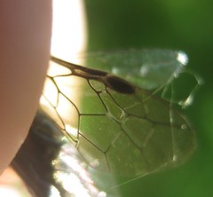 Macrophya albicincta