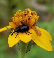 Haplorhynchites pseudomexicanus