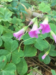 Oxalis