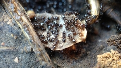 Crematogaster auberti