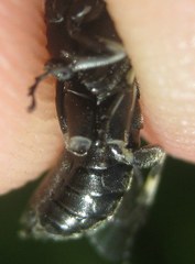 Macrophya albicincta