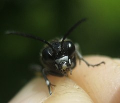 Macrophya albicincta