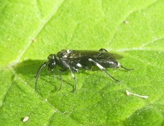 Macrophya albicincta