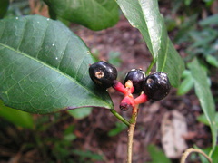 Sorocea hilarii