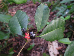Sorocea hilarii