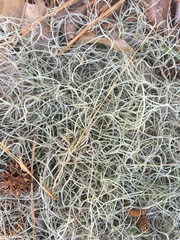 Tillandsia usneoides
