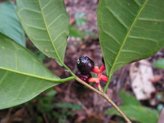Sorocea hilarii