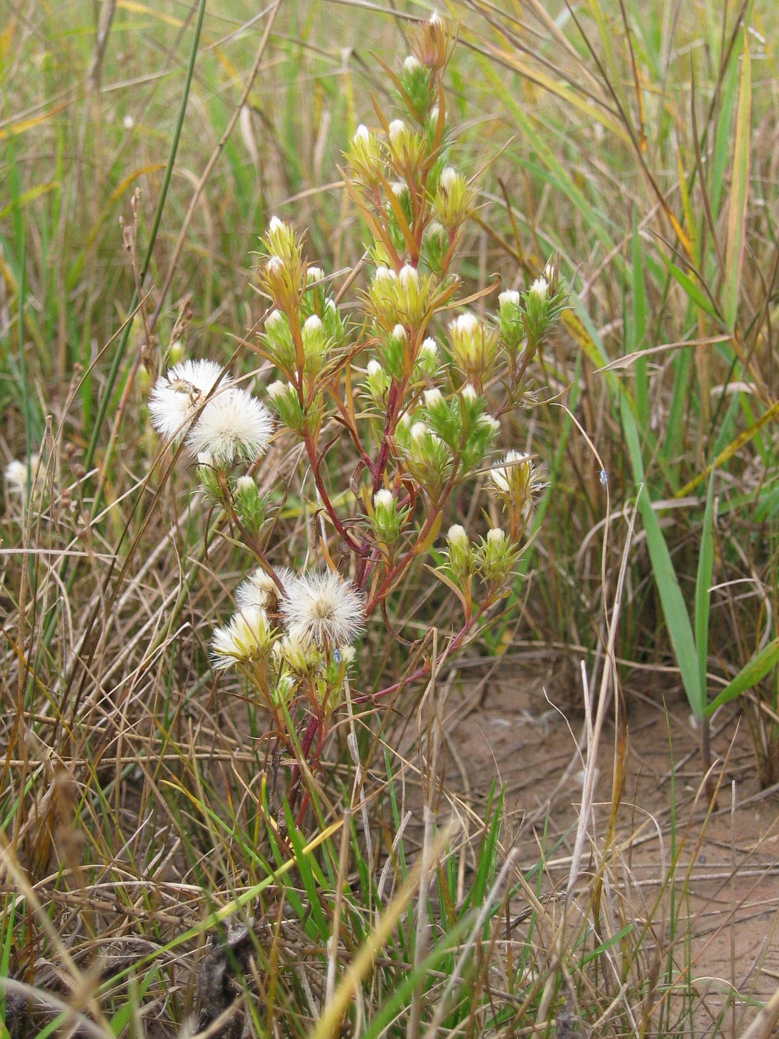 Symphyotrichum ciliatum