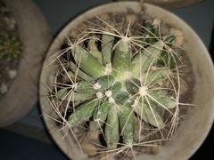 Mammillaria longimamma