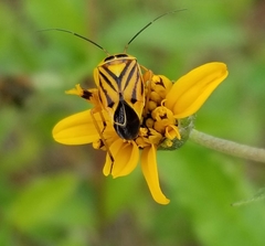 Calocoris barberi