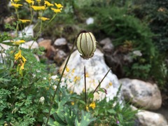Silene nigrescens