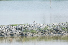 Charadrius javanicus