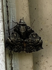 Allotria