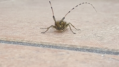 Agapanthia asphodeli