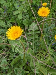 Taraxacum officinale