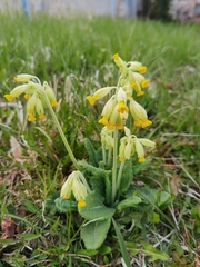 Primula veris