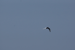 Chlidonias leucopterus