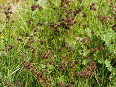 Juncus sonderianus