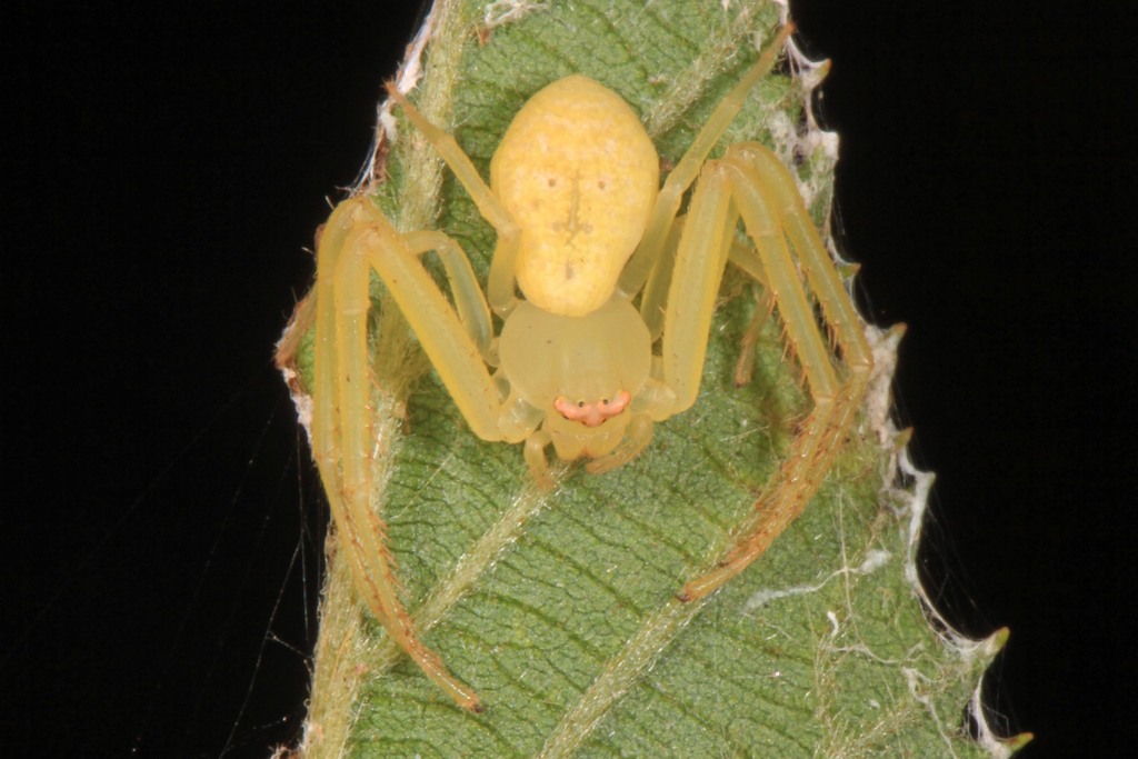 American Green Crab Spider (Crab Spiders of Mississippi) · iNaturalist