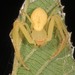 American Green Crab Spider - Photo (c) Judy Gallagher, some rights reserved (CC BY), uploaded by Judy Gallagher