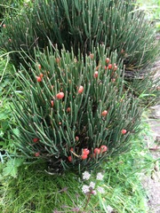 Ephedra gerardiana