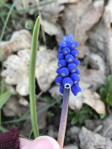 Muscari botryoides iNat (2)