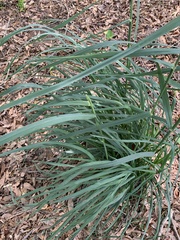 Phalaris caroliniana