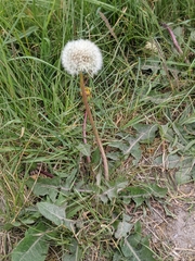 Taraxacum officinale