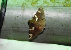 Eulepidotinae