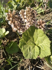 Petasites albus