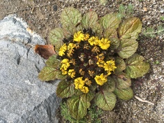 Soroseris hookeriana