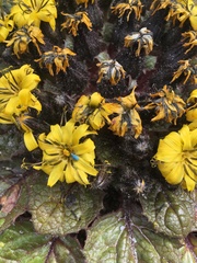 Soroseris hookeriana