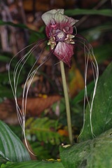 Tacca integrifolia