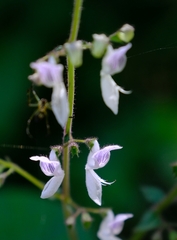 Equilabium laxiflorum