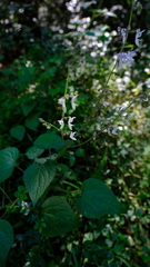 Equilabium laxiflorum