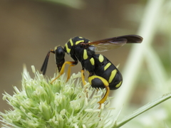 Leucospis gigas