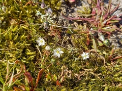 Spergula morisonii