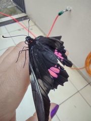 Heraclides anchisiades capys