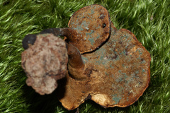 Trichoderma harzianum