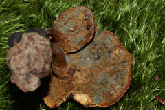 Trichoderma harzianum